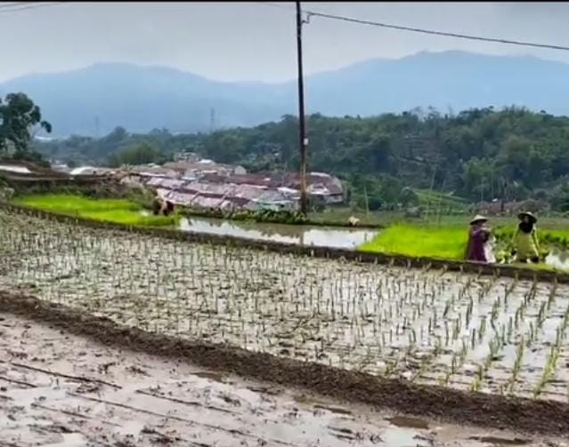 Pemerintah Siapkan Klaster Pertanian Modern di Kabupaten Bandung