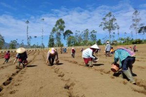 Garut Kembangkan Komoditas Kentang untuk Penuhi Kebutuhan Pasar